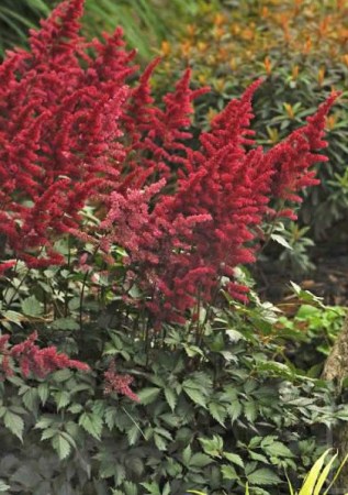 ASTILBE  Arendsii Etna